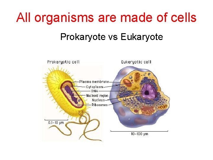 All organisms are made of cells Prokaryote vs Eukaryote 