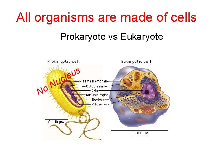 All organisms are made of cells Prokaryote vs Eukaryote N o N s u