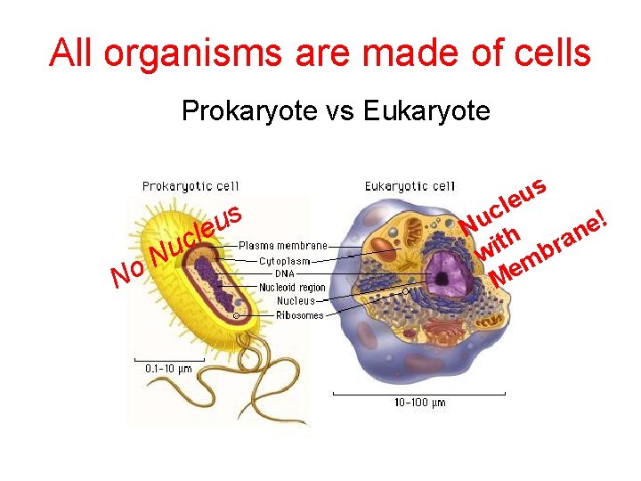 All organisms are made of cells Prokaryote vs Eukaryote N o N s u