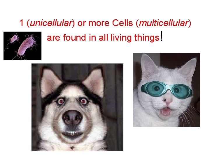 1 (unicellular) or more Cells (multicellular) are found in all living things! 