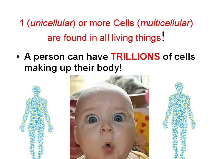1 (unicellular) or more Cells (multicellular) are found in all living things! • A