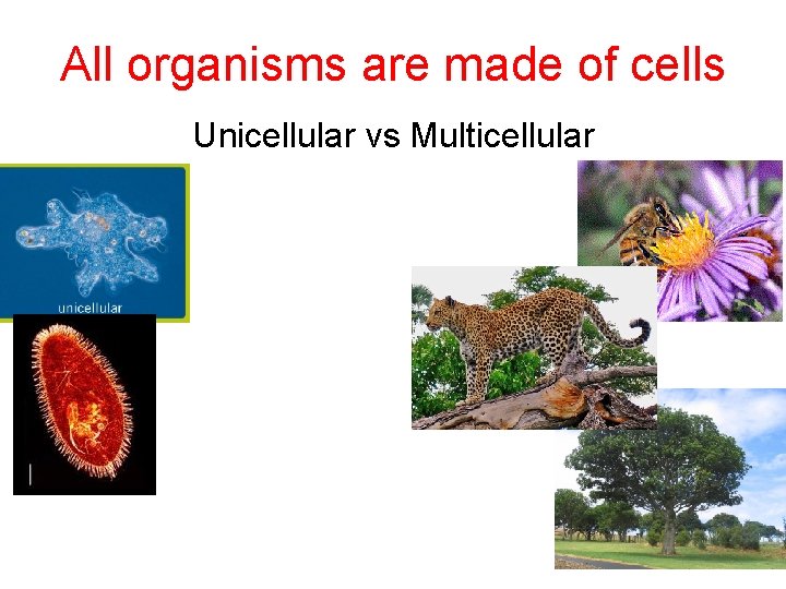 All organisms are made of cells Unicellular vs Multicellular 
