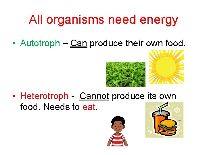 All organisms need energy • Autotroph – Can produce their own food. • Heterotroph