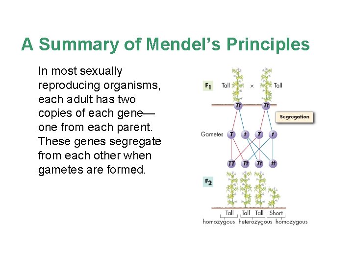 A Summary of Mendel’s Principles In most sexually reproducing organisms, each adult has two