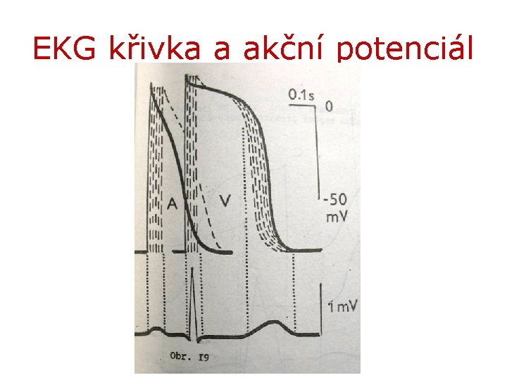 EKG křivka a akční potenciál 