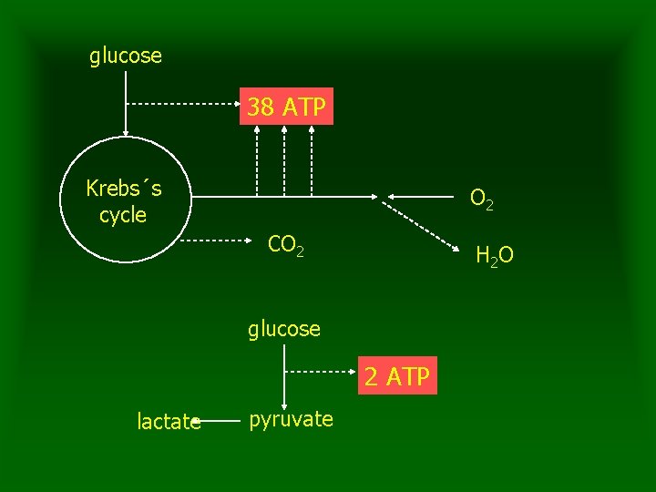 glucose 38 ATP Krebs´s cycle O 2 CO 2 H 2 O glucose 2