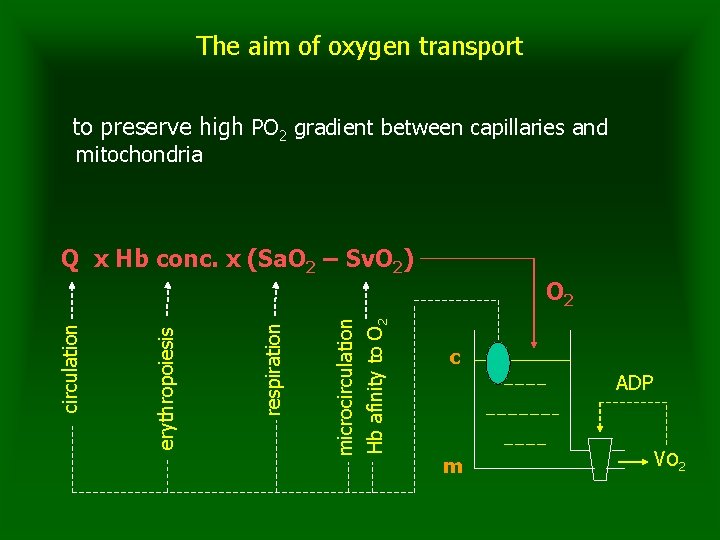 The aim of oxygen transport to preserve high PO 2 gradient between capillaries and