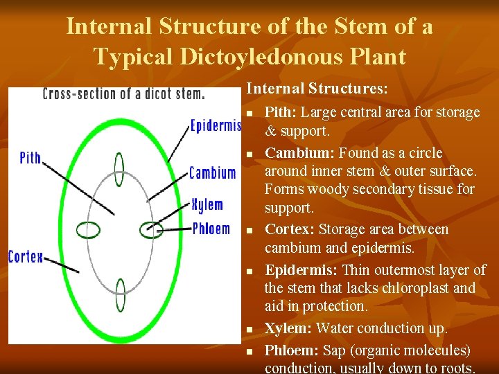 Internal Structure of the Stem of a Typical Dictoyledonous Plant Internal Structures: n n