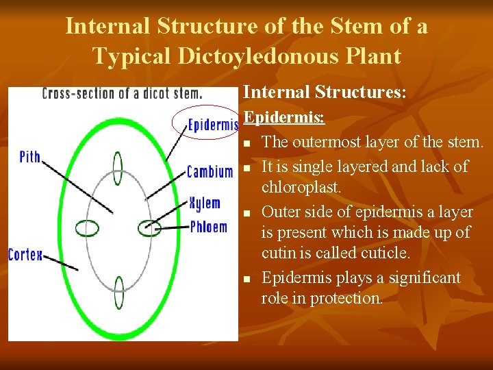 Internal Structure of the Stem of a Typical Dictoyledonous Plant Internal Structures: Epidermis: n