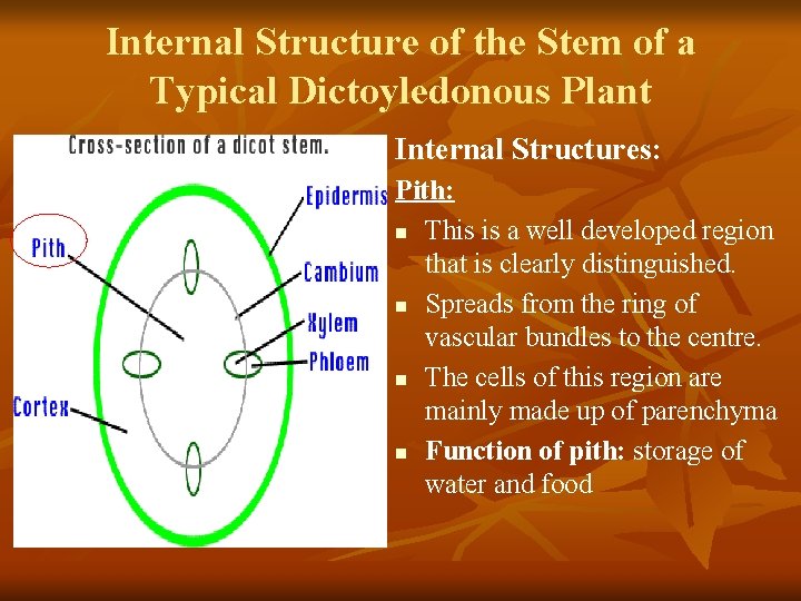 Internal Structure of the Stem of a Typical Dictoyledonous Plant Internal Structures: Pith: n