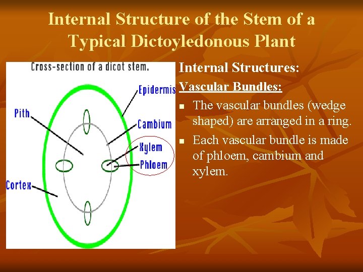 Internal Structure of the Stem of a Typical Dictoyledonous Plant Internal Structures: Vascular Bundles: