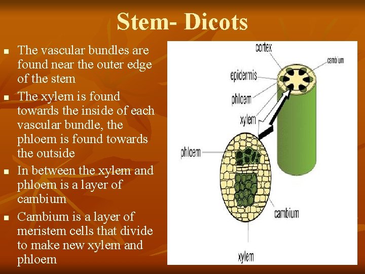 Stem- Dicots n n The vascular bundles are found near the outer edge of