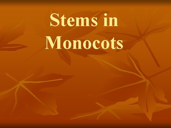 Stems in Monocots 