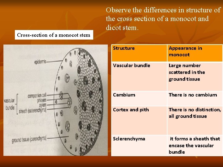 Observe the differences in structure of the cross section of a monocot and dicot