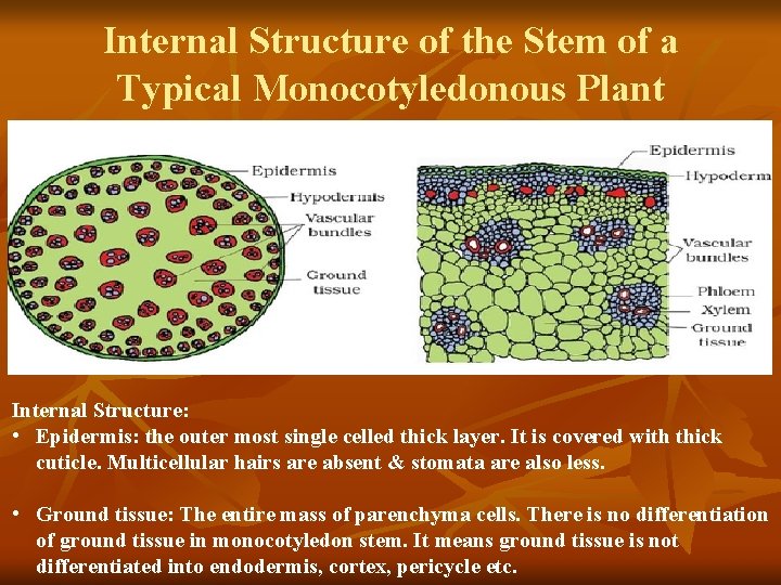 Internal Structure of the Stem of a Typical Monocotyledonous Plant Internal Structure: • Epidermis:
