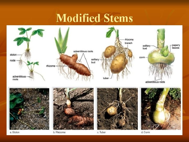 Modified Stems 