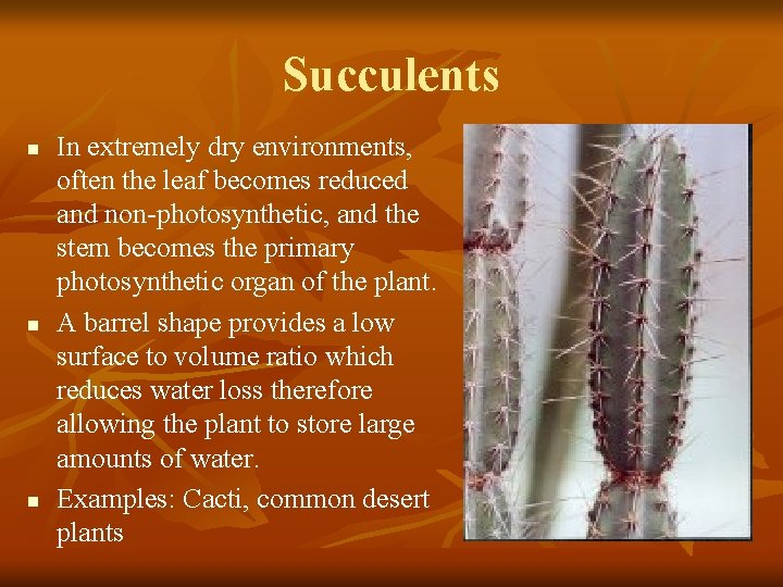 Succulents n n n In extremely dry environments, often the leaf becomes reduced and