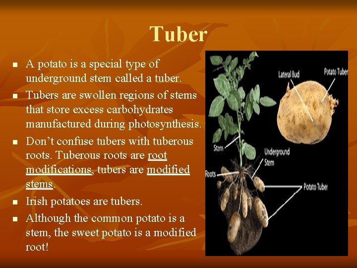 Tuber n n n A potato is a special type of underground stem called