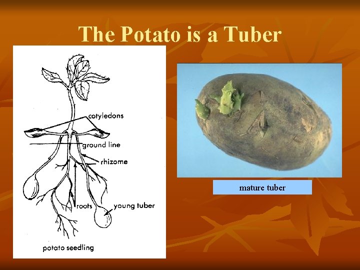 The Potato is a Tuber mature tuber 