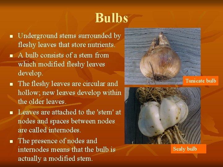 Bulbs n n n Underground stems surrounded by fleshy leaves that store nutrients. A