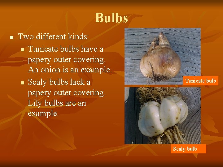 Bulbs n Two different kinds: n Tunicate bulbs have a papery outer covering. An