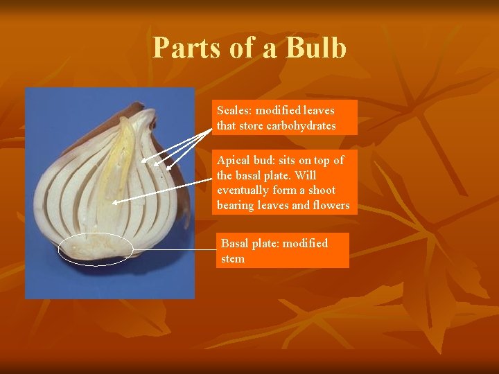 Parts of a Bulb Scales: modified leaves that store carbohydrates Apical bud: sits on