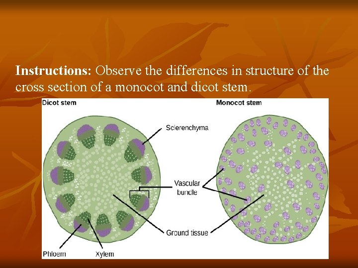 Instructions: Observe the differences in structure of the cross section of a monocot and