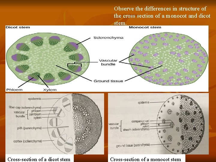 Observe the differences in structure of the cross section of a monocot and dicot