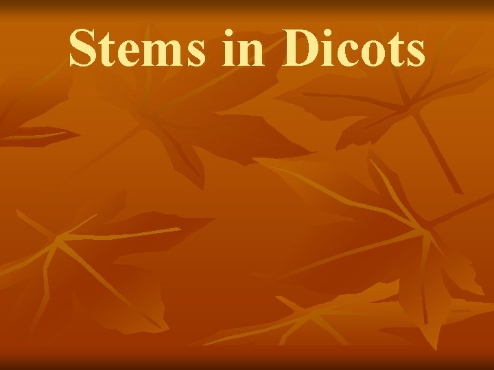 Stems in Dicots 