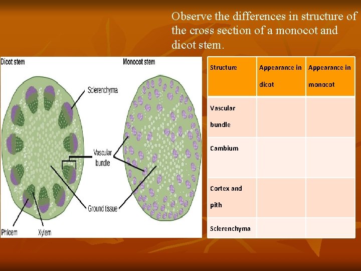 Observe the differences in structure of the cross section of a monocot and dicot