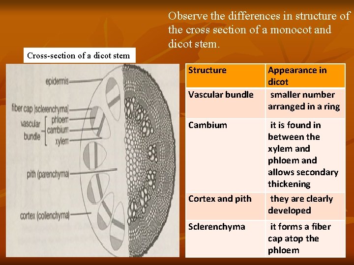 Observe the differences in structure of the cross section of a monocot and dicot