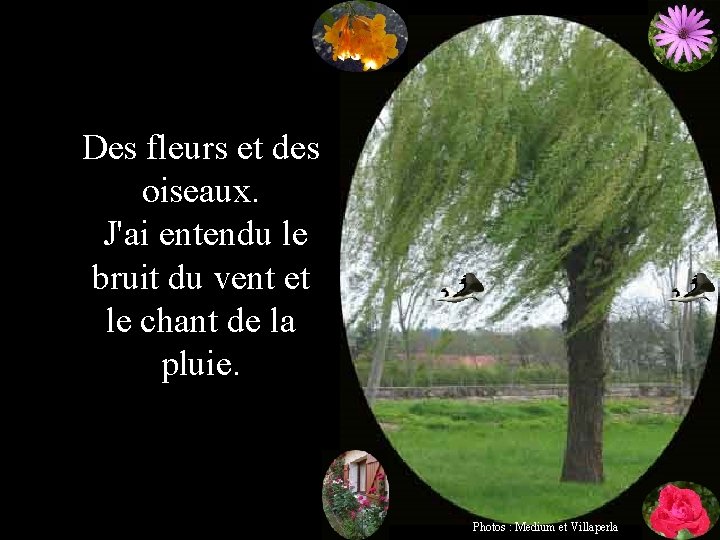 Des fleurs et des oiseaux. J'ai entendu le bruit du vent et le chant