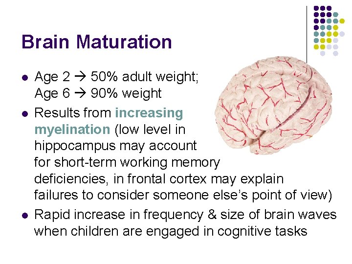 Brain Maturation l l l Age 2 50% adult weight; Age 6 90% weight Brain Maturation l l l Age 2 50% adult weight; Age 6 90% weight