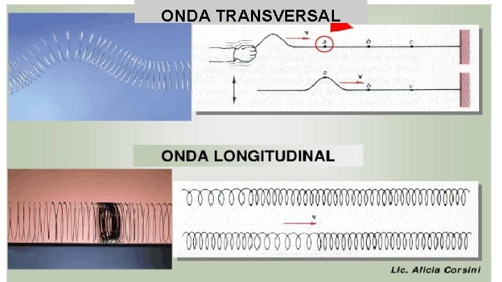 ONDA TRANSVERSAL 