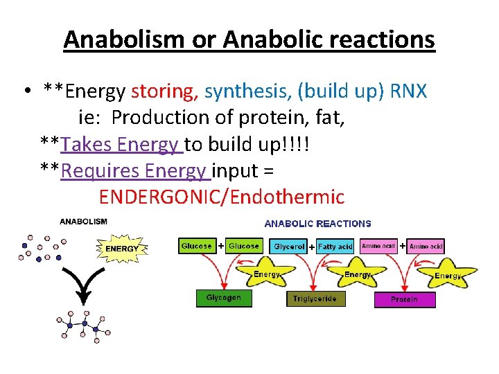 Anabolism or Anabolic reactions • **Energy storing, synthesis, (build up) RNX ie: Production of