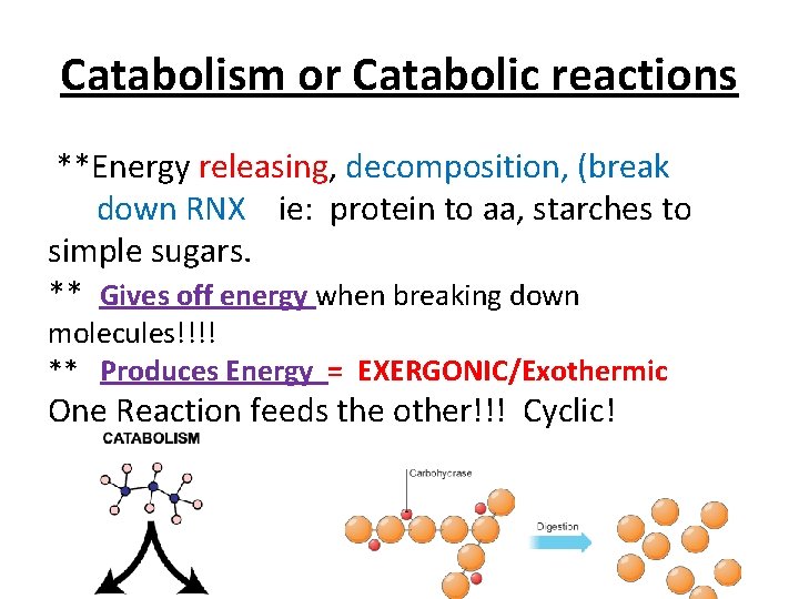 Catabolism or Catabolic reactions **Energy releasing, decomposition, (break down RNX ie: protein to aa,