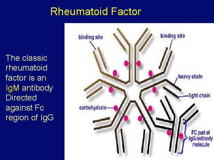 Rheumatoid Factor The classic rheumatoid factor is an Ig. M antibody Directed against Fc