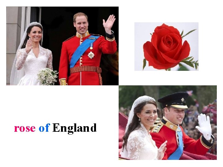 rose of England 