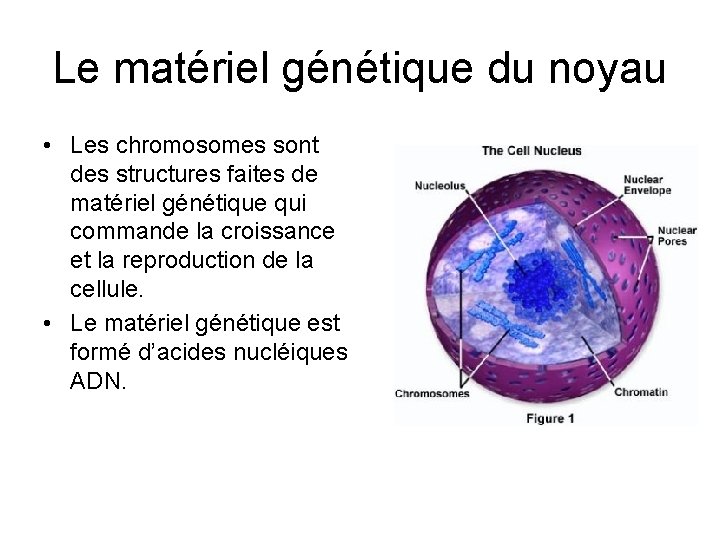 Le matériel génétique du noyau • Les chromosomes sont des structures faites de matériel