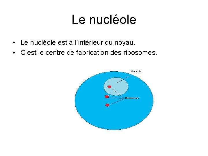 Le nucléole • Le nucléole est à l’intérieur du noyau. • C’est le centre