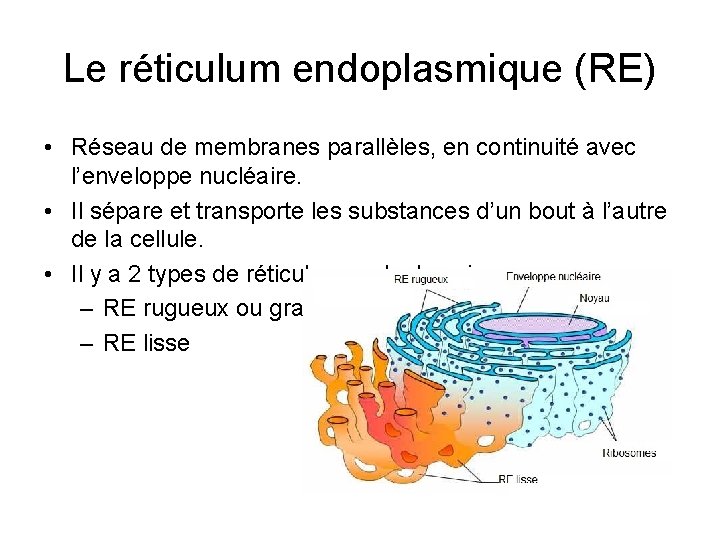 Le réticulum endoplasmique (RE) • Réseau de membranes parallèles, en continuité avec l’enveloppe nucléaire.