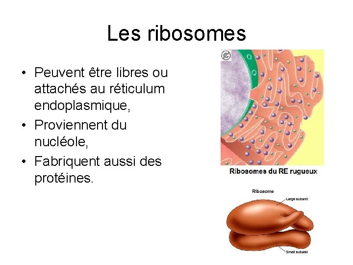 Les ribosomes • Peuvent être libres ou attachés au réticulum endoplasmique, • Proviennent du