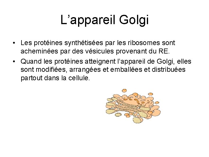 L’appareil Golgi • Les protéines synthétisées par les ribosomes sont acheminées par des vésicules