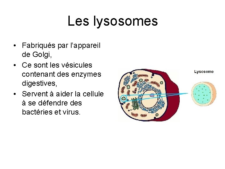 Les lysosomes • Fabriqués par l’appareil de Golgi, • Ce sont les vésicules contenant