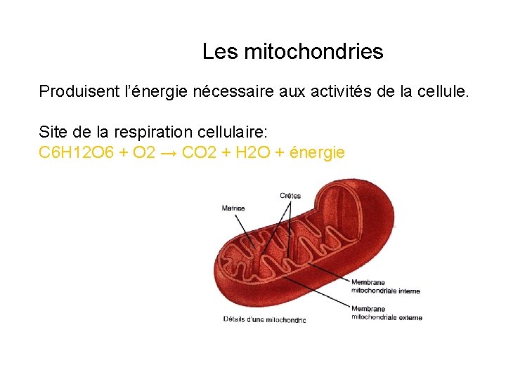 Les mitochondries Produisent l’énergie nécessaire aux activités de la cellule. Site de la respiration