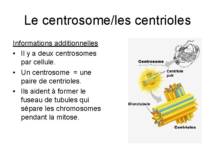 Le centrosome/les centrioles Informations additionnelles • Il y a deux centrosomes par cellule. •