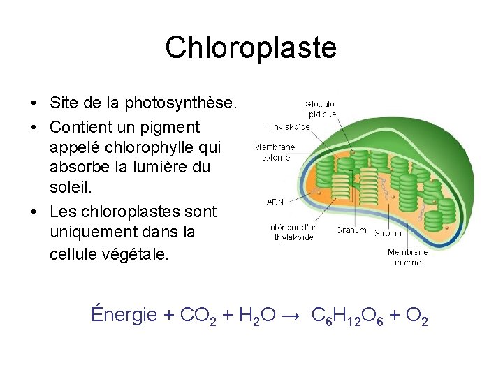 Chloroplaste • Site de la photosynthèse. • Contient un pigment appelé chlorophylle qui absorbe