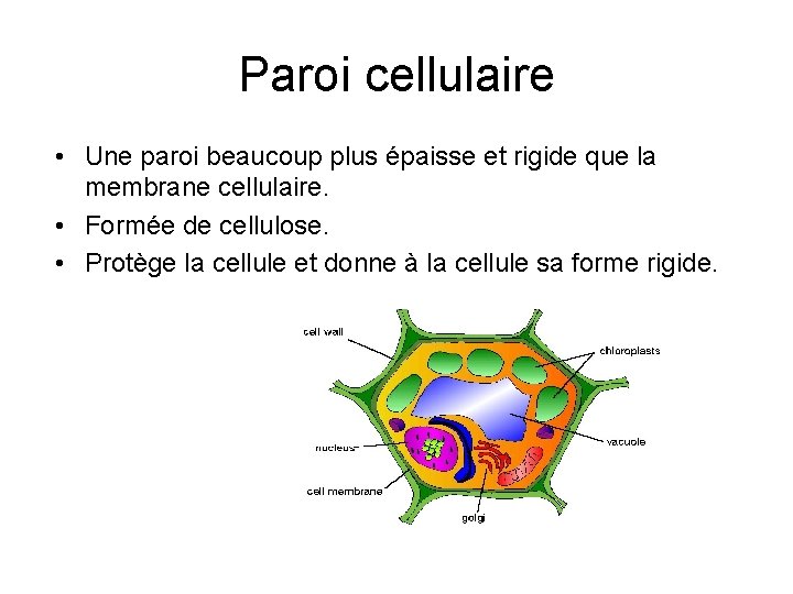 Paroi cellulaire • Une paroi beaucoup plus épaisse et rigide que la membrane cellulaire.