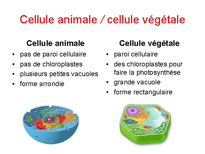 Cellule animale / cellule végétale Cellule animale • • pas de paroi cellulaire pas