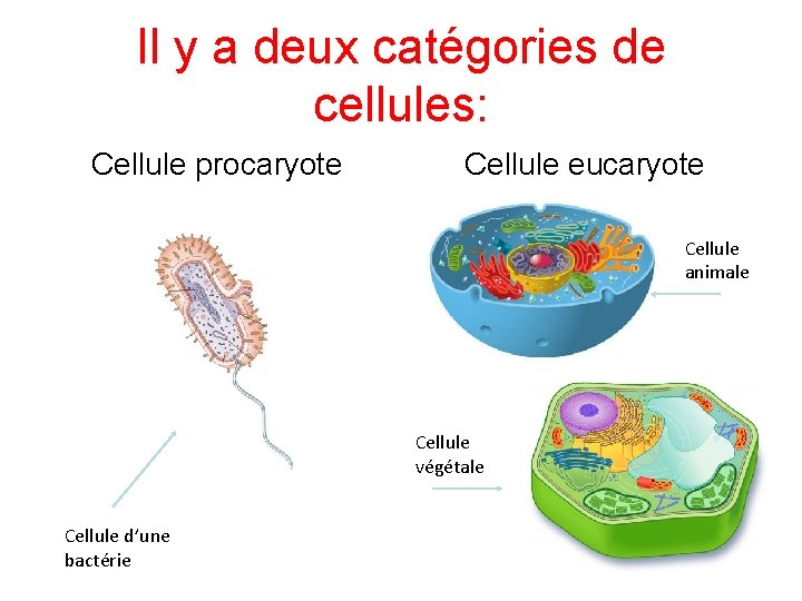 Il y a deux catégories de cellules: Cellule procaryote Cellule eucaryote Cellule animale Cellule